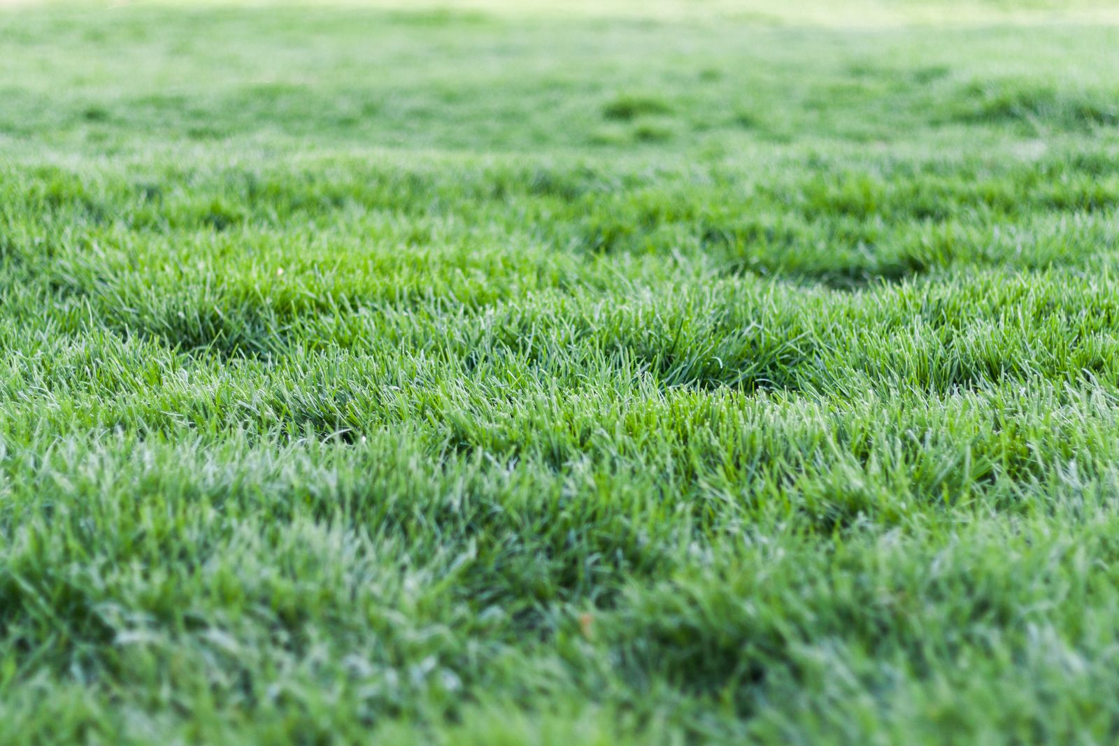 Turf & Artificial Grass 1