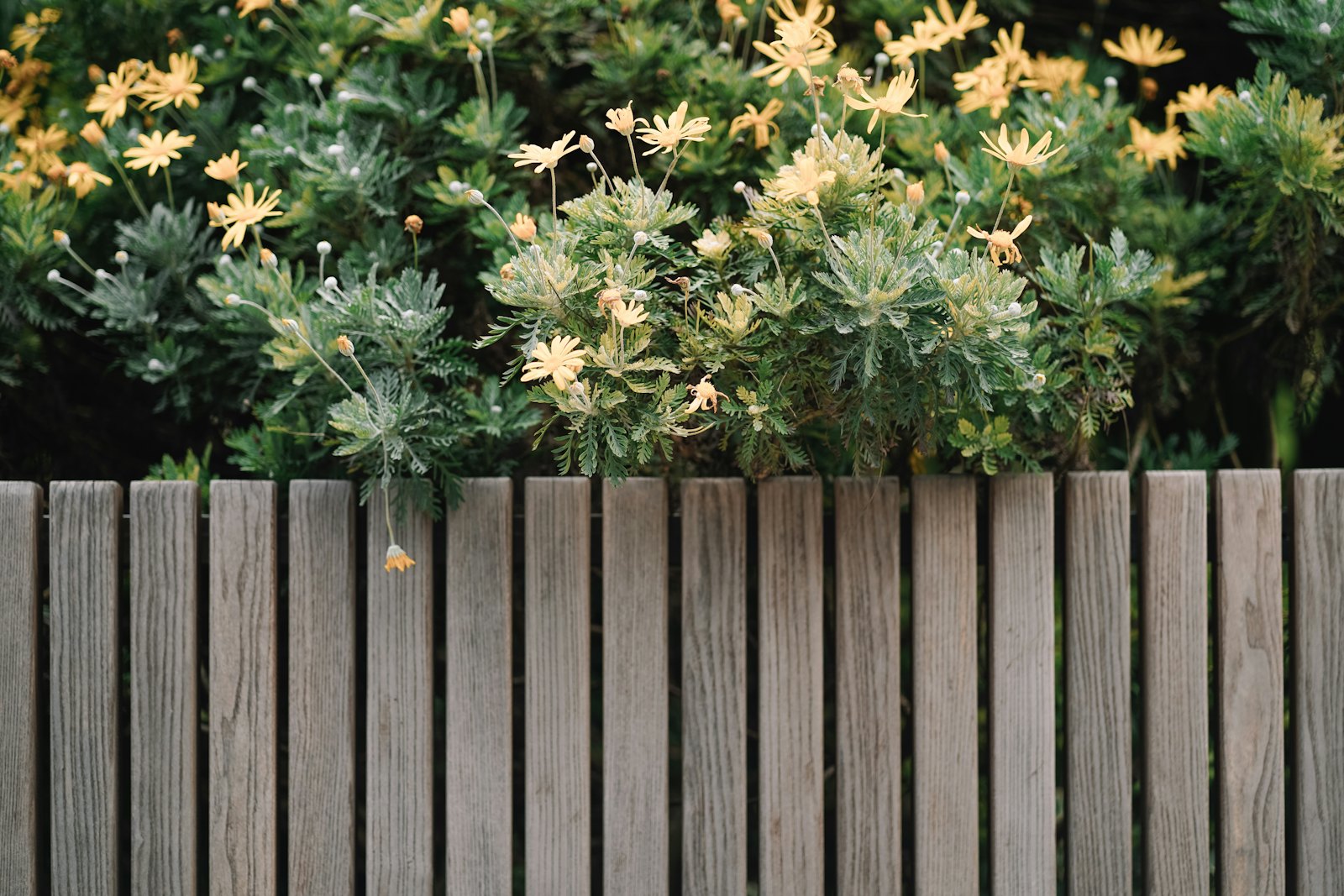 Fencing & Patio Areas